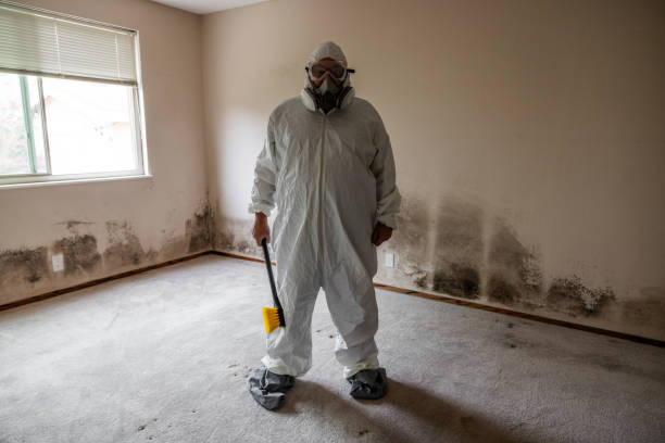 Best Certified Mold Removal  in Chillicothe, MO
