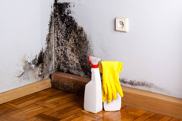 Best Mold Removal Process  in Chillicothe, MO