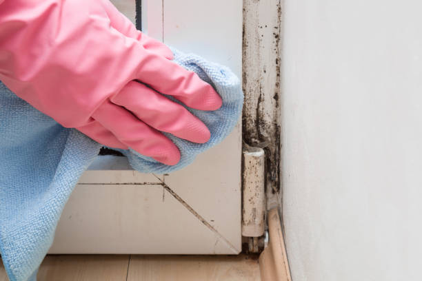 Crawl Space Mold Removal in Chillicothe, MO